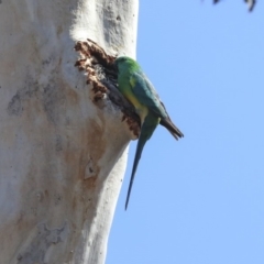 Psephotus haematonotus at Bruce, ACT - 30 Sep 2019