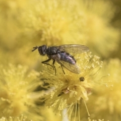 Unidentified True fly (Diptera) at Higgins, ACT - 28 Aug 2019 by AlisonMilton