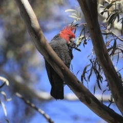 Callocephalon fimbriatum (Gang-gang Cockatoo) at Bruce, ACT - 30 Sep 2019 by Alison Milton