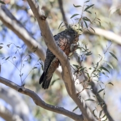 Callocephalon fimbriatum at Bruce, ACT - 30 Sep 2019