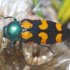 Castiarina montigena (A jewel beetle) at Kosciuszko National Park, NSW - 28 Feb 2020 by Harrisi