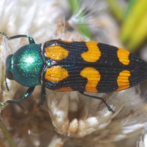 Castiarina montigena at Kosciuszko National Park, NSW - 28 Feb 2020