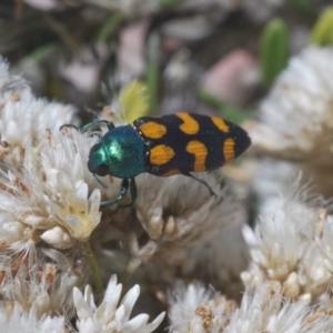 Castiarina montigena at Kosciuszko National Park, NSW - 28 Feb 2020