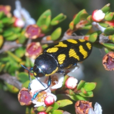 Castiarina octospilota (A Jewel Beetle) at Kosciuszko National Park - 29 Feb 2020 by Harrisi