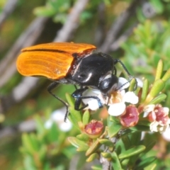 Castiarina rufipennis (Jewel beetle) at Kosciuszko National Park - 29 Feb 2020 by Harrisi