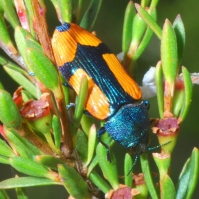 Castiarina skusei (A Jewel Beetle) at Kosciuszko National Park, NSW - 29 Feb 2020 by Harrisi