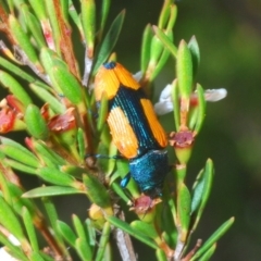 Castiarina skusei at Kosciuszko National Park, NSW - 29 Feb 2020