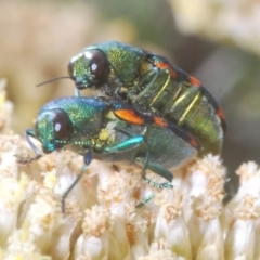 Castiarina flavoviridis (A jewel beetle) at Kosciuszko National Park - 29 Feb 2020 by Harrisi