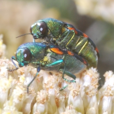 Castiarina flavoviridis (A jewel beetle) at Kosciuszko National Park, NSW - 29 Feb 2020 by Harrisi