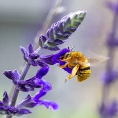 Amegilla (Asaropoda) bombiformis (Teddy Bear Bee) at Penrose - 22 Feb 2020 by Aussiegall