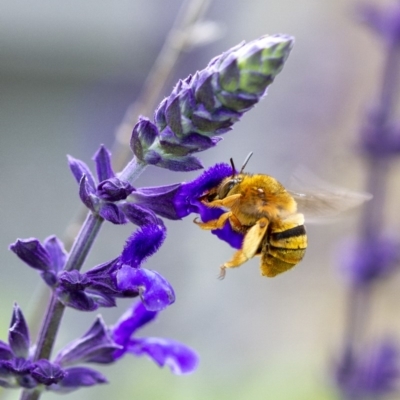 Amegilla (Asaropoda) bombiformis (Teddy Bear Bee) at Penrose - 22 Feb 2020 by Aussiegall