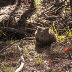 Vombatus ursinus (Bare-nosed Wombat) at Penrose, NSW - 19 Feb 2020 by Aussiegall