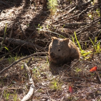 Vombatus ursinus (Bare-nosed Wombat) at Penrose, NSW - 19 Feb 2020 by Aussiegall