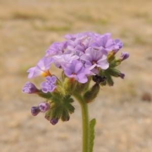 Heliotropium amplexicaule at Chakola, NSW - 26 Dec 2019 12:00 AM