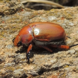 Anoplognathus montanus at Chakola, NSW - 26 Dec 2019 12:33 PM