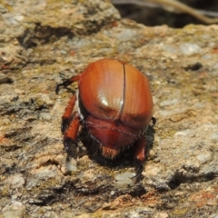 Anoplognathus montanus at Chakola, NSW - 26 Dec 2019 12:33 PM