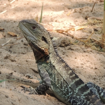 Intellagama lesueurii howittii (Gippsland Water Dragon) at Chakola, NSW - 26 Dec 2019 by michaelb