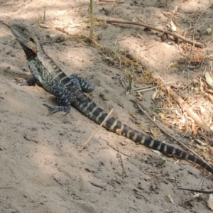 Intellagama lesueurii howittii at Chakola, NSW - 26 Dec 2019 12:46 PM