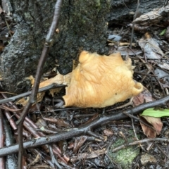 Unidentified Fungus at Quaama, NSW - 5 Mar 2020 by FionaG