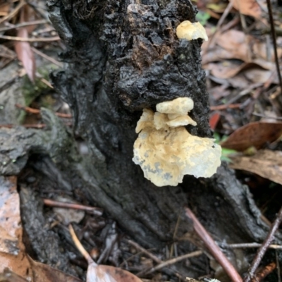 Unidentified Fungus at Quaama, NSW - 5 Mar 2020 by FionaG