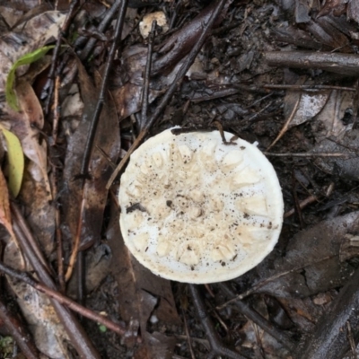 Amanita sp. (Amanita sp.) at Quaama, NSW - 5 Mar 2020 by FionaG