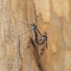 Heteropsilopus sp. (genus) at Acton, ACT - 3 Mar 2020 12:12 PM