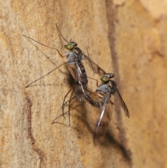 Heteropsilopus sp. (genus) at Acton, ACT - 3 Mar 2020 12:12 PM