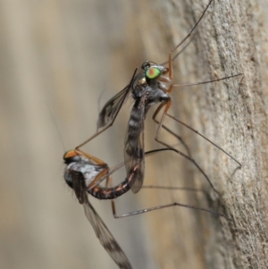 Heteropsilopus sp. (genus) at Acton, ACT - 3 Mar 2020