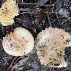 Amanita ochrophylla group at Quaama, NSW - 4 Mar 2020 by FionaG