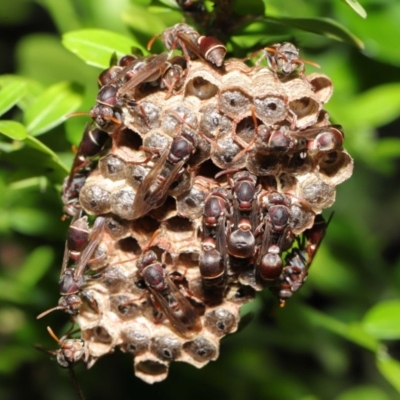 Ropalidia plebeiana (Small brown paper wasp) at Acton, ACT - 2 Mar 2020 by TimL