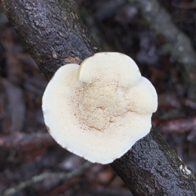 Unidentified at Quaama, NSW - 20 Mar 2020 by FionaG