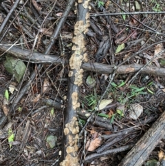 Unidentified Fungus at Quaama, NSW - 5 Mar 2020 by FionaG