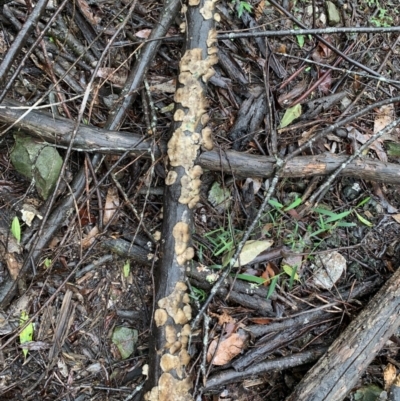 Unidentified Fungus at Quaama, NSW - 5 Mar 2020 by FionaG