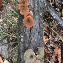 Lentinus fasciatus (Hairy Trumpet) at Quaama, NSW - 4 Mar 2020 by FionaG