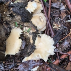 Crepidotus sp. (Crepidotus) at Quaama, NSW - 5 Mar 2020 by FionaG