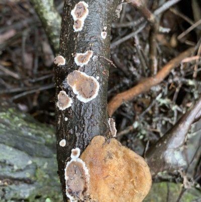 Unidentified Fungus at Quaama, NSW - 5 Mar 2020 by FionaG