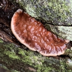 Unidentified Fungus at Quaama, NSW - 5 Mar 2020 by FionaG