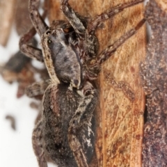 Venatrix pictiventris at Kambah, ACT - 21 Feb 2020