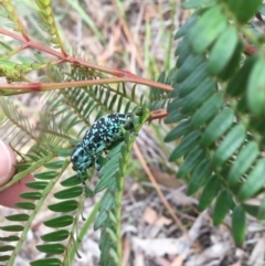 Chrysolopus spectabilis (Botany Bay Weevil) at Mittagong, NSW - 26 Feb 2020 by KarenG