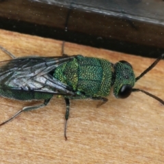 Primeuchroeus sp. (genus) (Cuckoo Wasp) at Ainslie, ACT - 2 Mar 2020 by jb2602