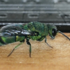 Primeuchroeus sp. (genus) at Ainslie, ACT - 2 Mar 2020