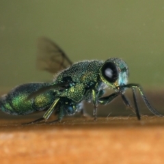 Primeuchroeus sp. (genus) at Ainslie, ACT - 2 Mar 2020