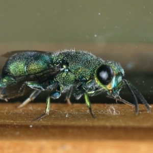 Primeuchroeus sp. (genus) at Ainslie, ACT - 2 Mar 2020