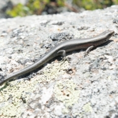 Pseudemoia entrecasteauxii (Woodland Tussock-skink) at Cotter River, ACT - 26 Feb 2020 by BrianH