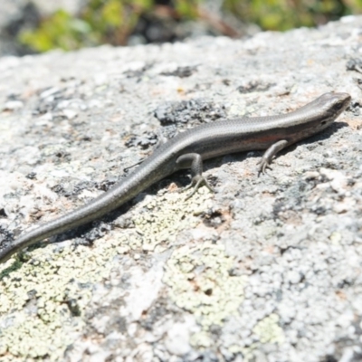 Pseudemoia entrecasteauxii (Woodland Tussock-skink) at Cotter River, ACT - 27 Feb 2020 by BrianH