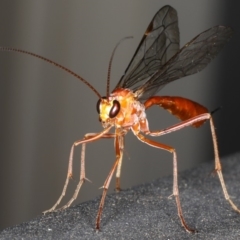 Netelia sp. (genus) (An Ichneumon wasp) at Ainslie, ACT - 2 Mar 2020 by jbromilow50