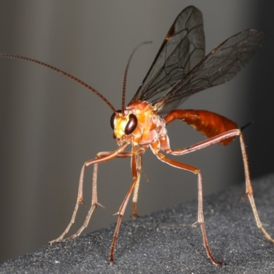 Netelia sp. (genus) (An Ichneumon wasp) at Ainslie, ACT - 2 Mar 2020 by jb2602