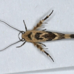 Stathmopoda melanochra (An Oecophorid moth (Eriococcus caterpillar)) at Ainslie, ACT - 3 Mar 2020 by jb2602