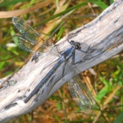 Austroargiolestes calcaris (Powdered Flatwing) at Kosciuszko National Park, NSW - 28 Feb 2020 by Harrisi