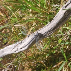 Austroargiolestes calcaris at Kosciuszko National Park, NSW - 28 Feb 2020